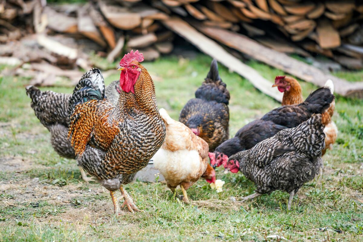 Coq et poules de plein air — Morel Volailles